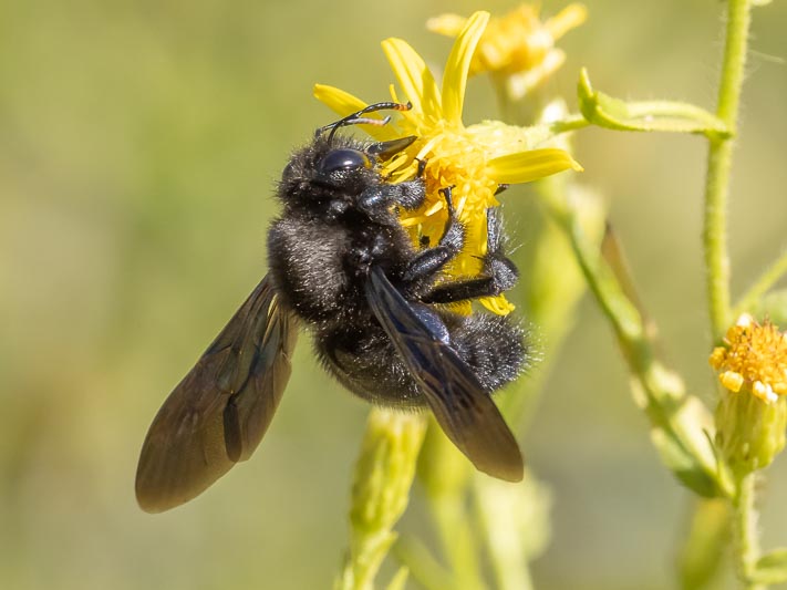 Xylocopa violacea-Album-2.jpg